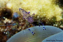 Not so productive dive until I made this one... by Bernard Maglana 